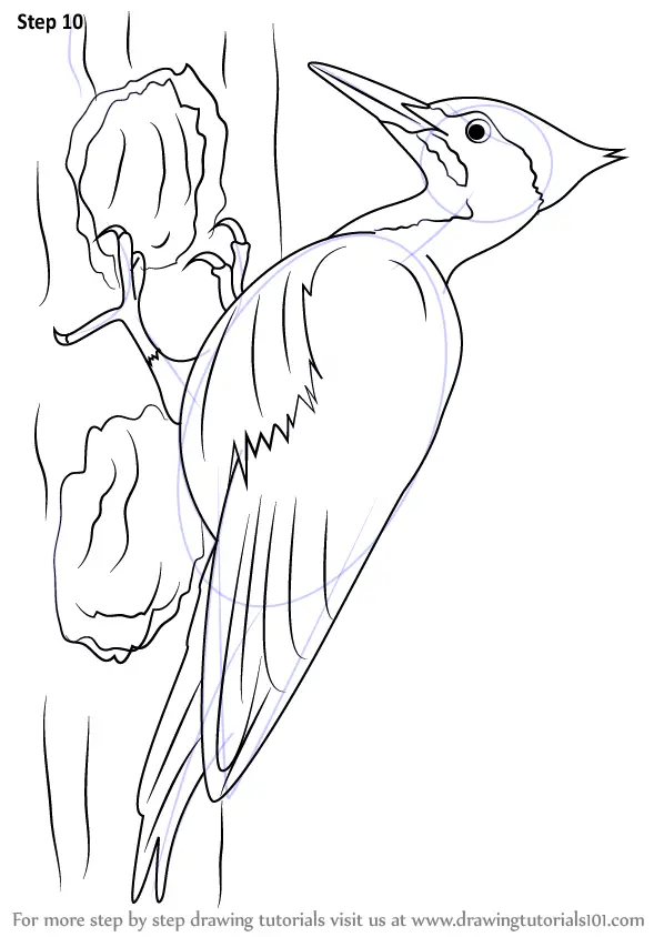 Pileated Woodpecker by Josabella on DeviantArt