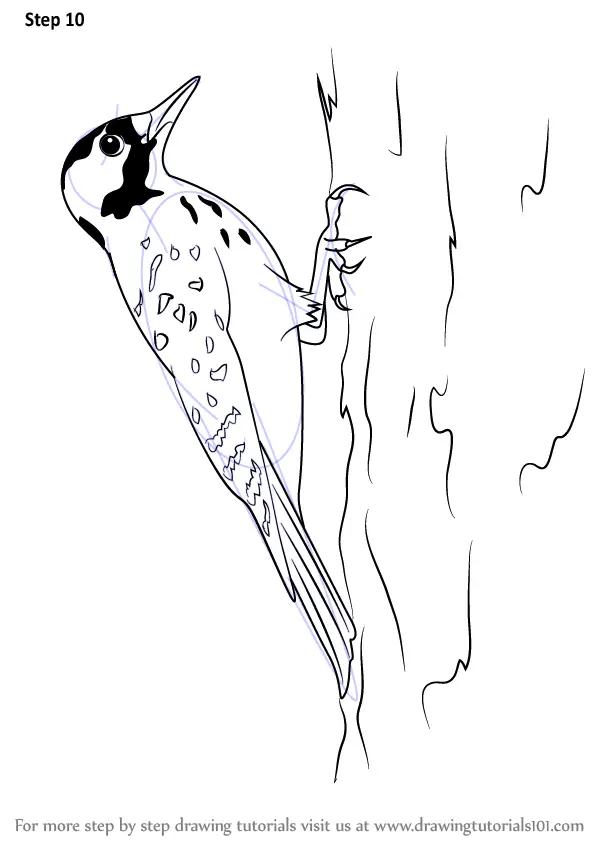 Learn How to Draw a Red-Cockaded Woodpecker (Woodpeckers) Step by Step