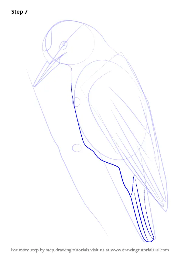 Learn How to Draw a Woodpecker (Woodpeckers) Step by Step : Drawing