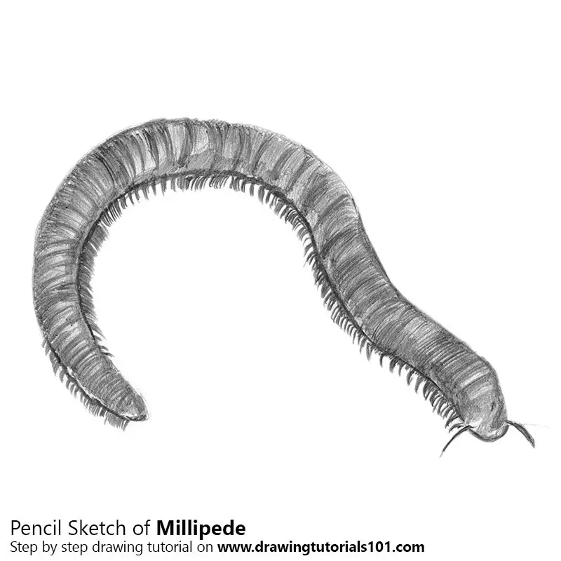 Pencil Sketch of Millipede - Pencil Drawing
