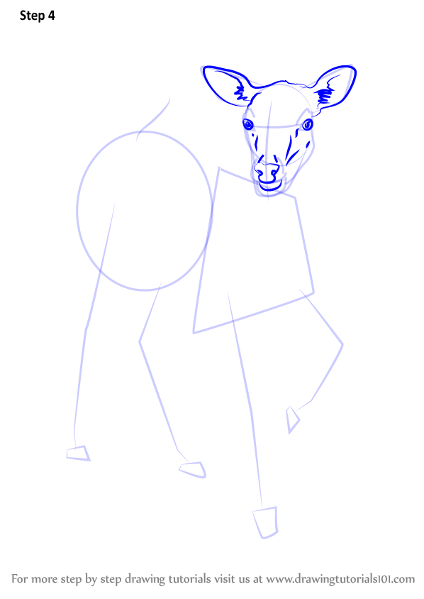 Learn How to Draw a Baby Deer (Zoo Animals) Step by Step : Drawing