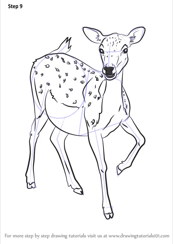 Step by Step How to Draw a Baby Deer