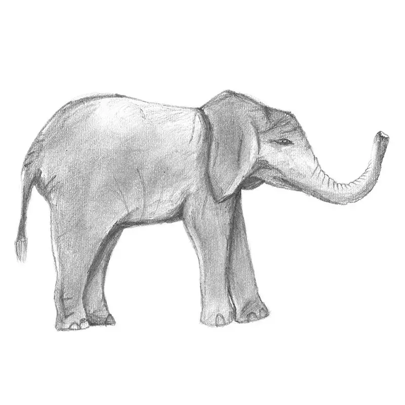 Pencil Sketch of Baby Elephant - Pencil Drawing