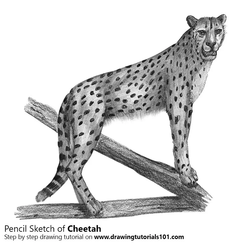 Pencil Sketch of Cheetah - Pencil Drawing