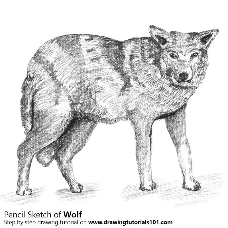 Wolf with Pencils Pencil Drawing - How to Sketch Wolf with Pencils