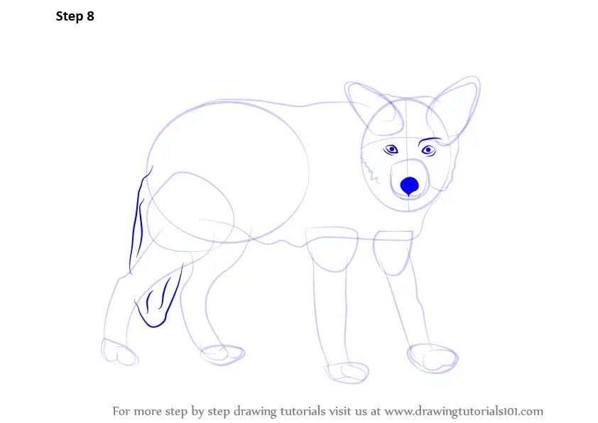 Learn How to Draw a Wolf (Zoo Animals) Step by Step : Drawing Tutorials