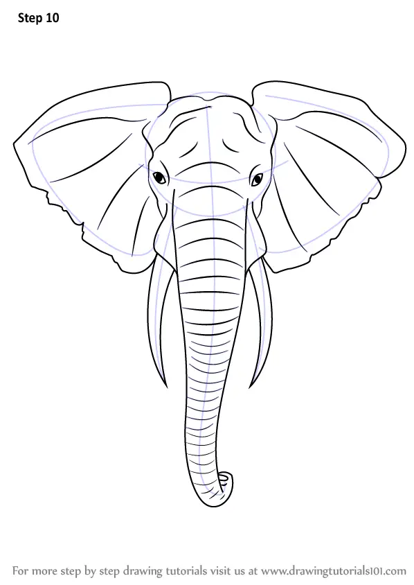 Learn How to Draw an Elephant Head (Zoo Animals) Step by Step Drawing