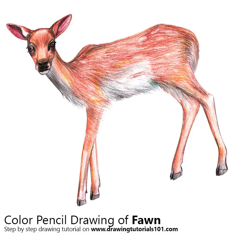 Baby Deer aka Fawn Color Pencil Drawing