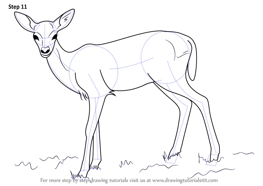 Learn How to Draw a Baby Deer aka Fawn (Zoo Animals) Step by Step