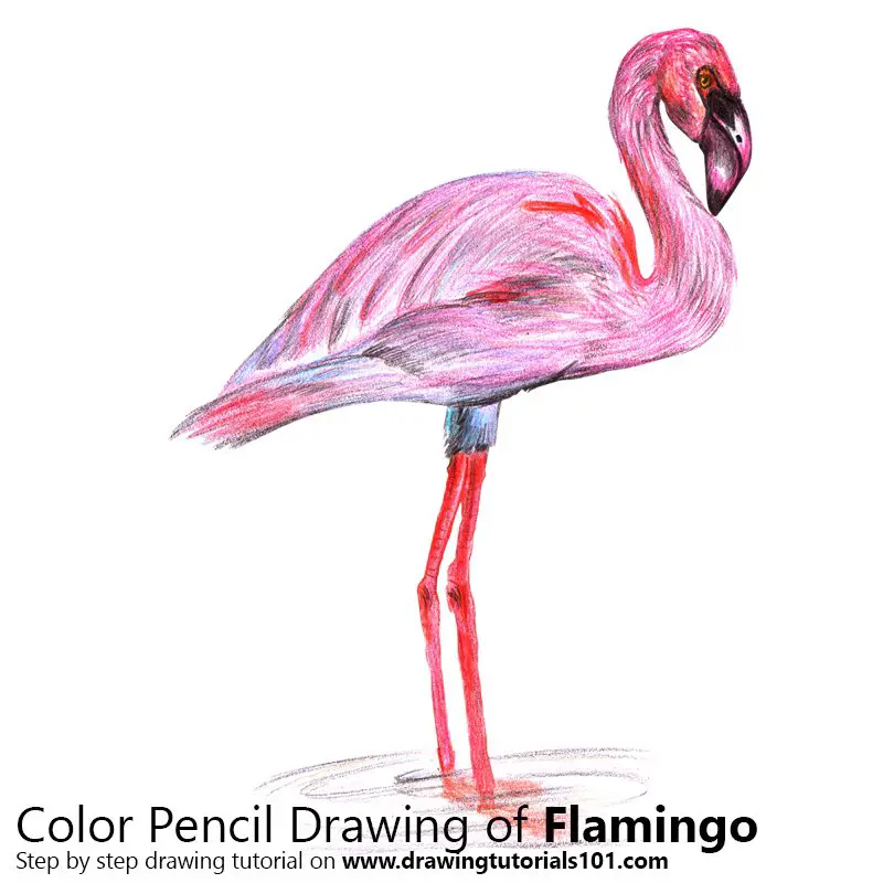 Flamingo Color Pencil Drawing