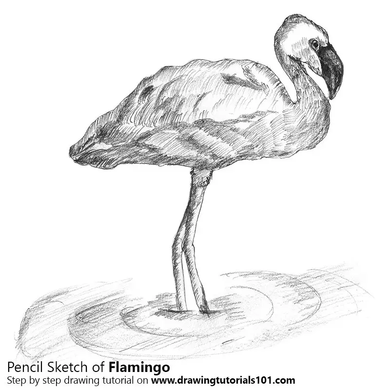 Pencil Sketch of Flamingo - Pencil Drawing