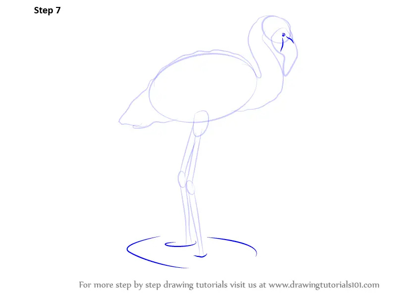 Learn How to Draw a Flamingo (Zoo Animals) Step by Step : Drawing Tutorials