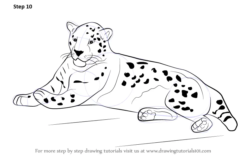 Learn How to Draw a Jaguar (Zoo Animals) Step by Step Drawing Tutorials