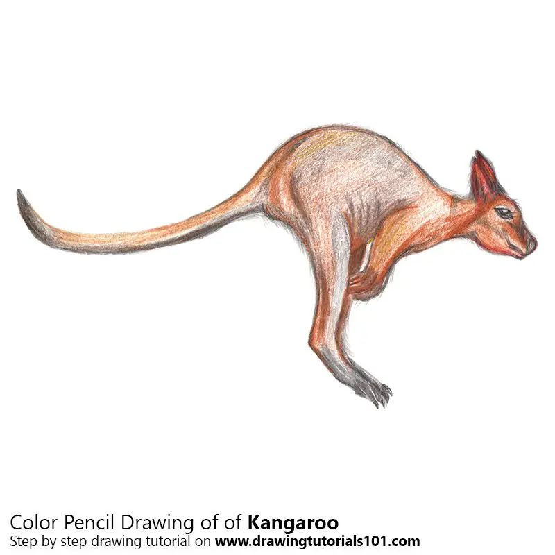 Kangaroo Color Pencil Drawing