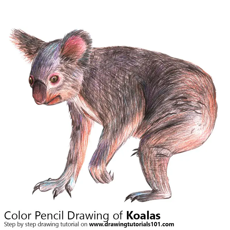 Koala Color Pencil Drawing