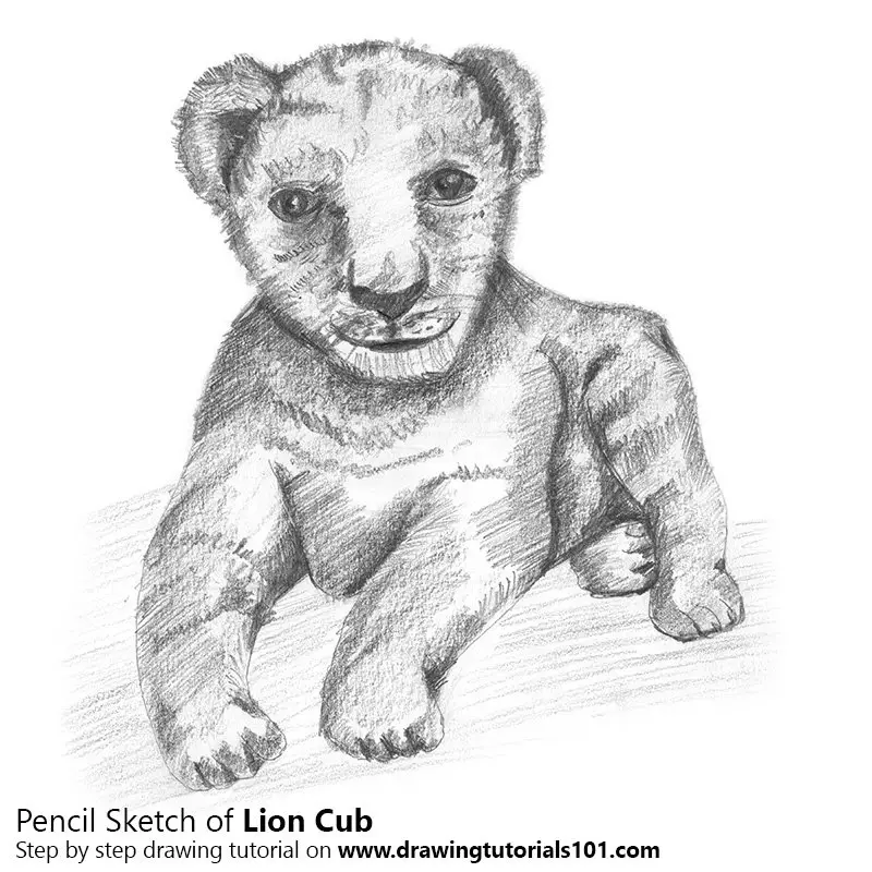 Pencil Sketch of Lion Cub - Pencil Drawing