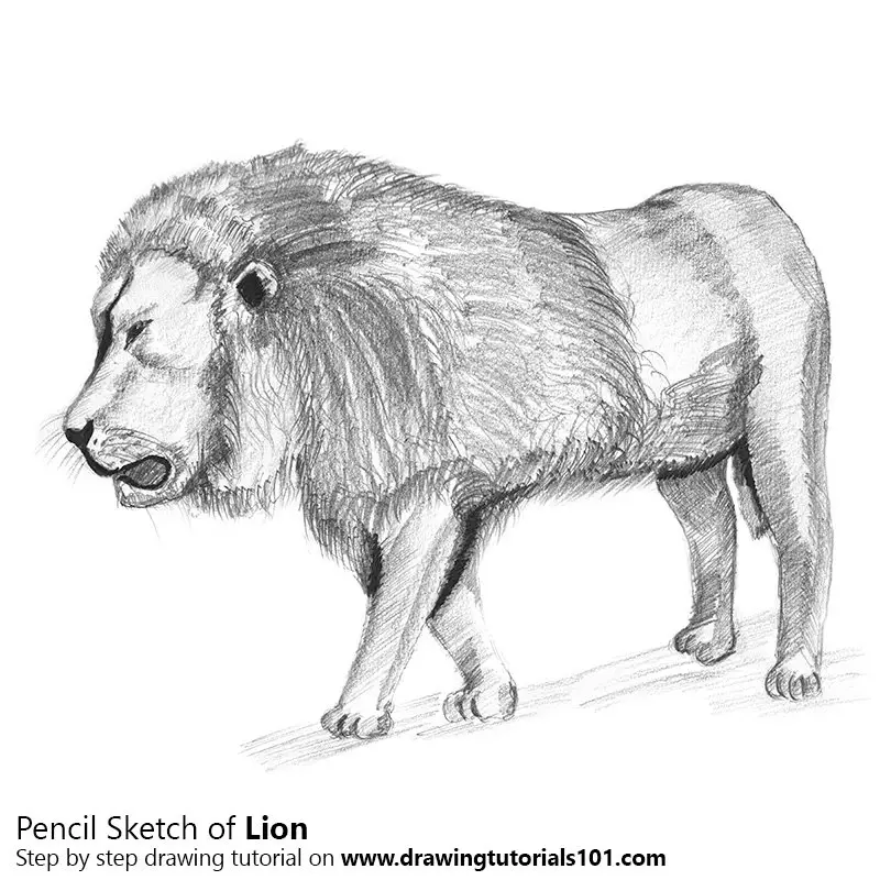 easy animal pencil drawing