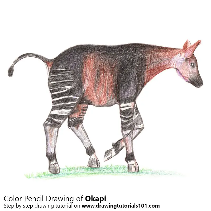 Okapi Color Pencil Drawing