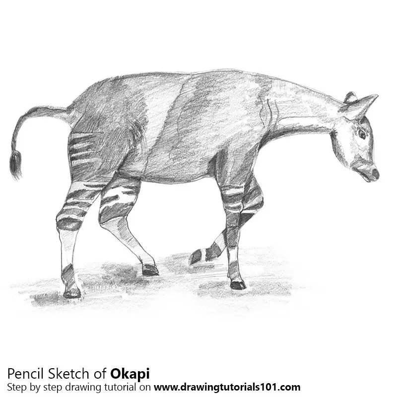 Pencil Sketch of Okapi - Pencil Drawing