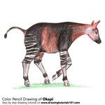 How to Draw a Okapi