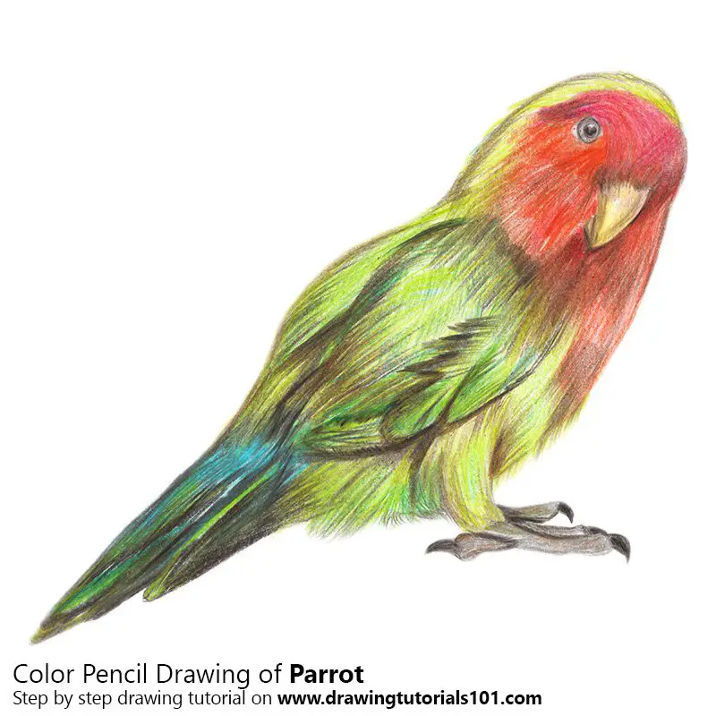 Parrot Color Pencil Drawing