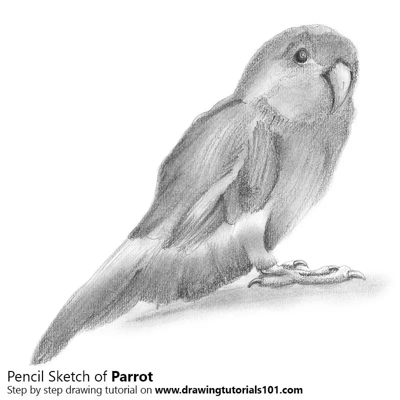 parrot pencil drawing
