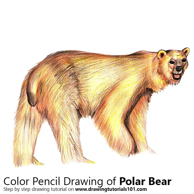 Polar Bear Color Pencil Drawing