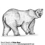 Polar Bear Pencil Sketch