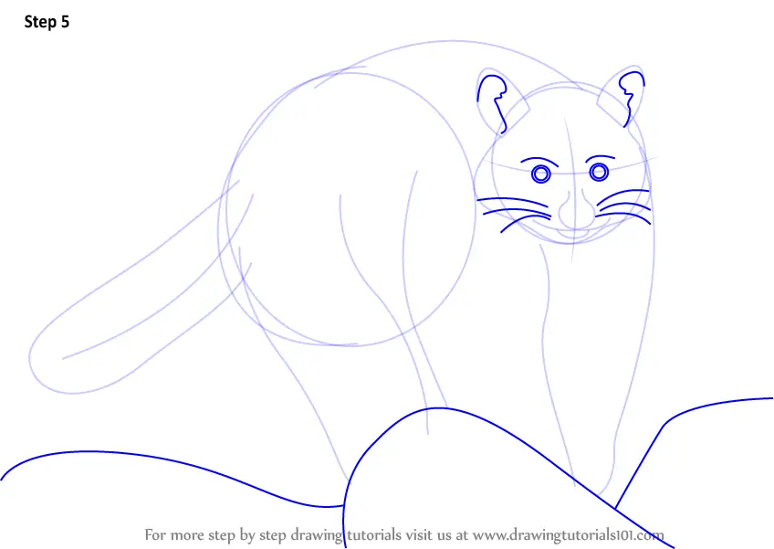 Learn How to Draw a Raccoon (Zoo Animals) Step by Step : Drawing Tutorials