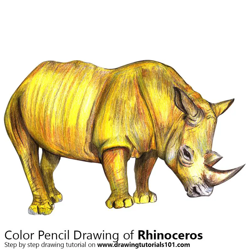 Rhinoceros Color Pencil Drawing