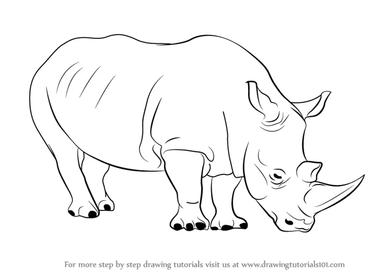 Learn How to Draw a Rhinoceros (Zoo Animals) Step by Step Drawing