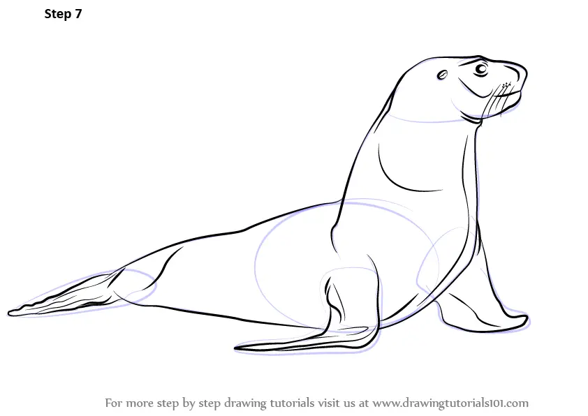 Step by Step How to Draw a Sea Lion