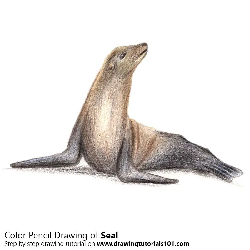 Seal Color Pencil Drawing