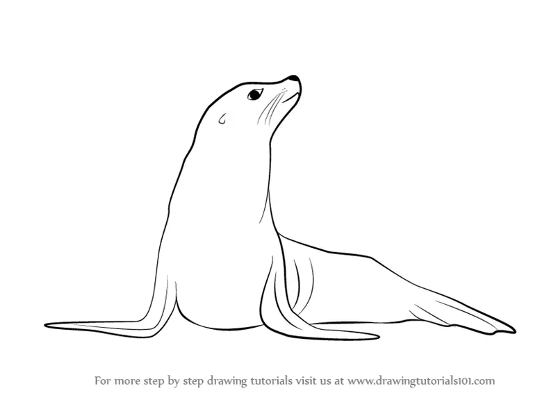 Learn How to Draw a Seal (Zoo Animals) Step by Step : Drawing Tutorials