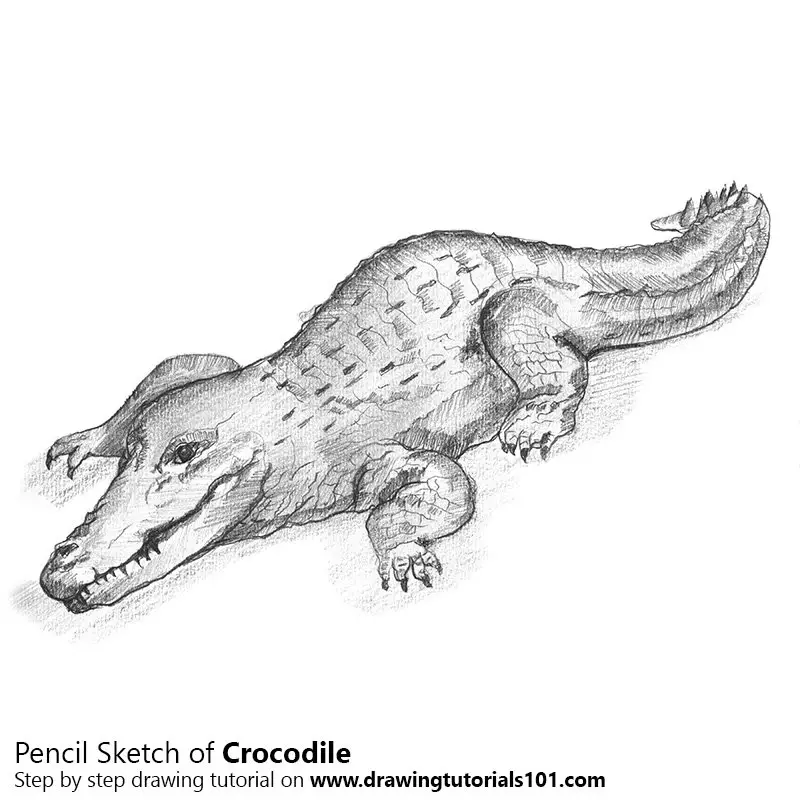 Pencil Sketch of Crocodile - Pencil Drawing
