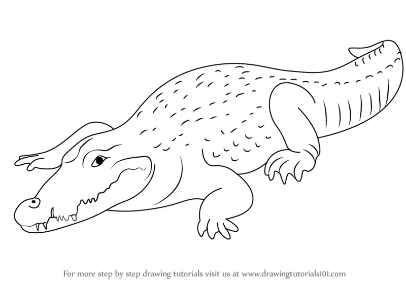 Learn How to Draw a Crocodile (Zoo Animals) Step by Step Drawing
