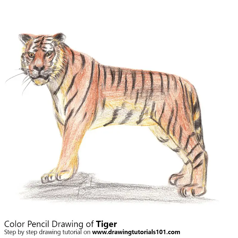 Tiger Color Pencil Drawing