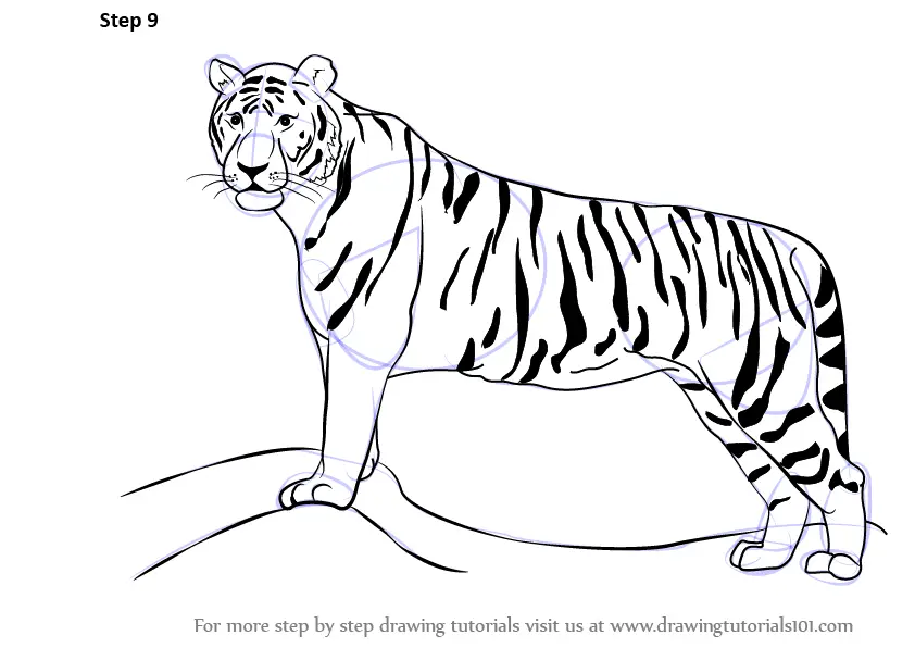 Learn How to Draw a Tiger (Zoo Animals) Step by Step : Drawing Tutorials