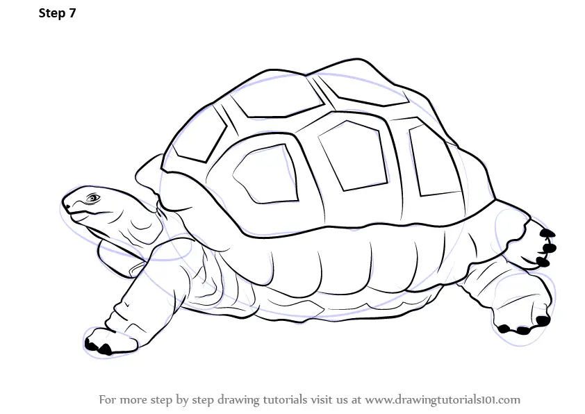 Learn How to Draw a Tortoise (Zoo Animals) Step by Step Drawing Tutorials