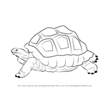 How to Draw a Tortoise