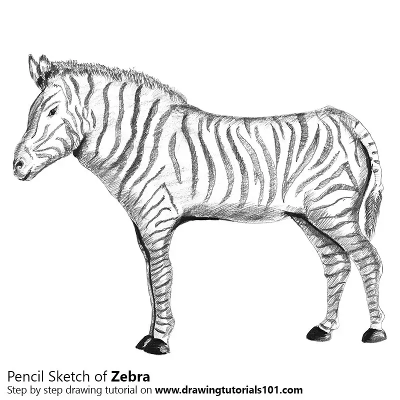 Pencil Sketch of Zebra - Pencil Drawing
