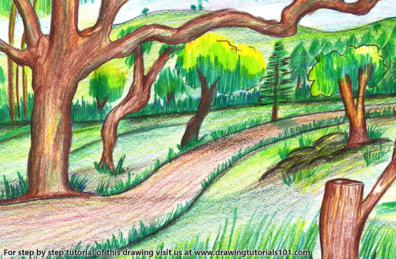 Forest Scenery Color Pencil Drawing