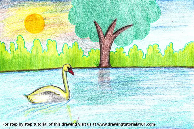 Swan on a Lake Color Pencil Drawing