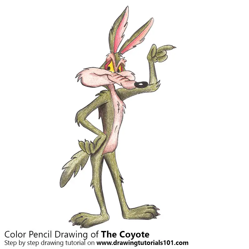 The Coyote Color Pencil Drawing