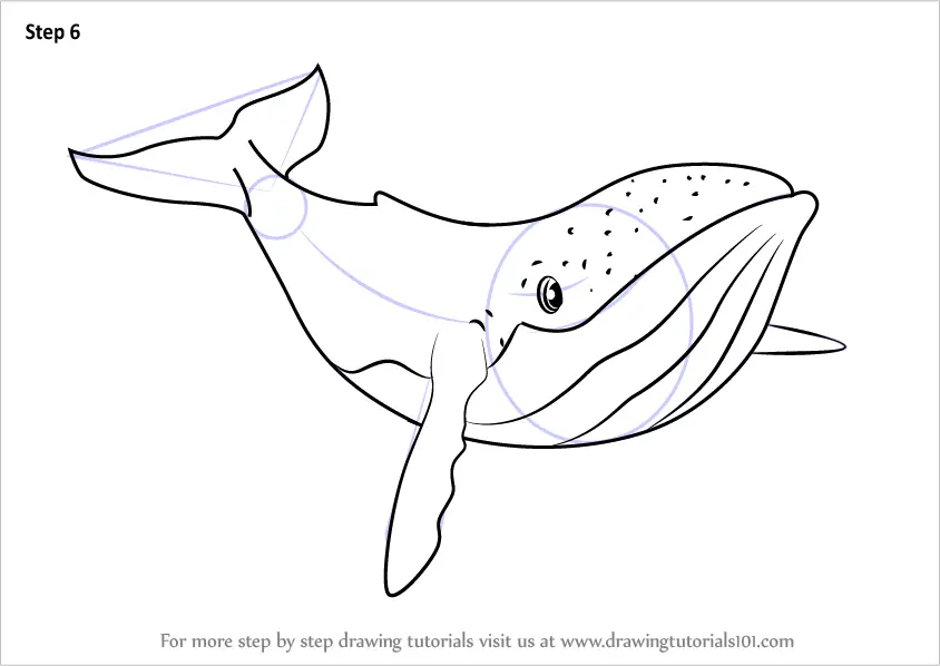 Whale Drawings Images  Browse 83880 Stock Photos Vectors and Video   Adobe Stock
