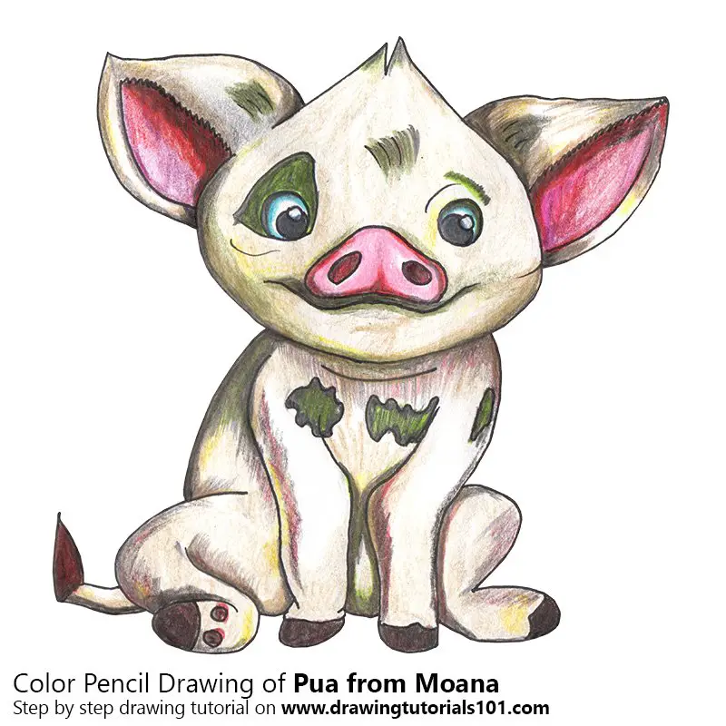 Pua from Moana Color Pencil Drawing