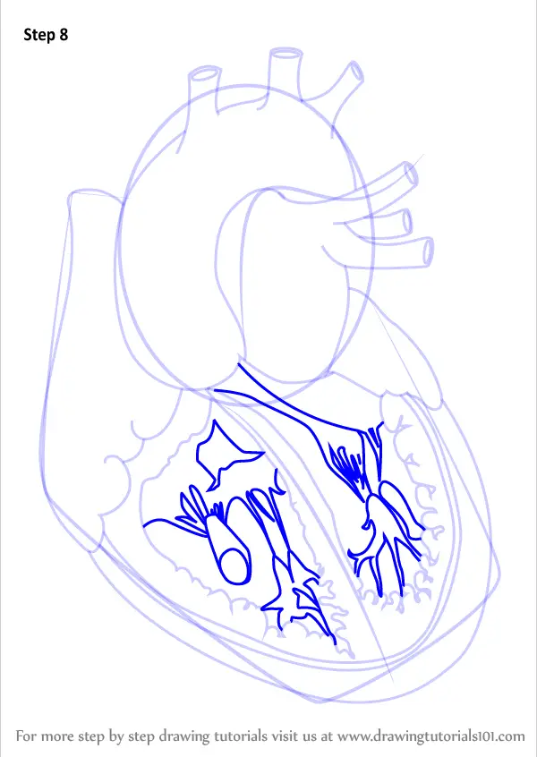 Learn How to Draw Heart with Veins (Body) Step by Step : Drawing Tutorials