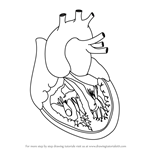 How to Draw Heart with Veins