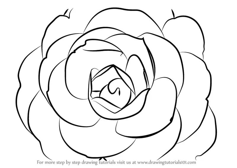 Learn How to Draw a Camellia Flower (Camellia) Step by Step : Drawing ...