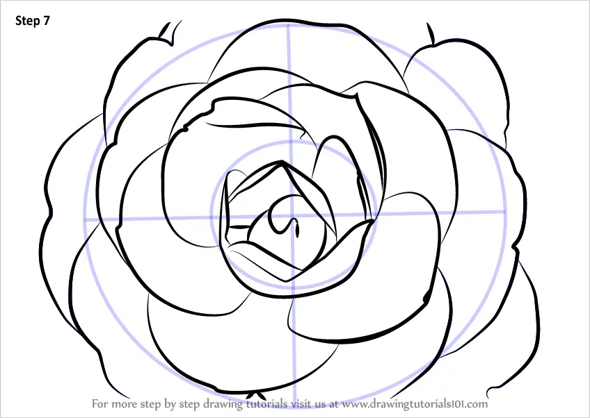 Learn How to Draw a Camellia Flower (Camellia) Step by Step Drawing